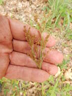 Image of grassleaf rush