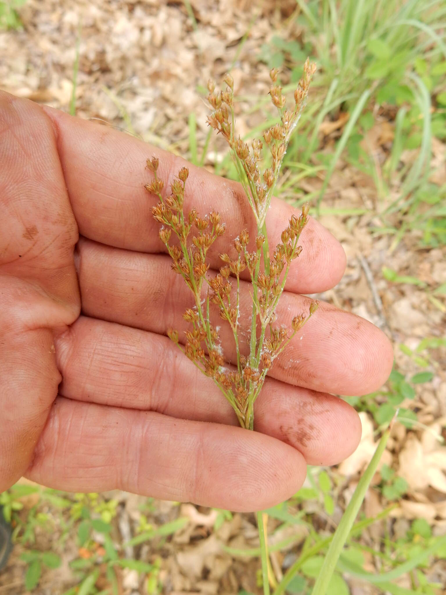 Image of grassleaf rush