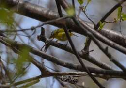 Image of Nashville Warbler