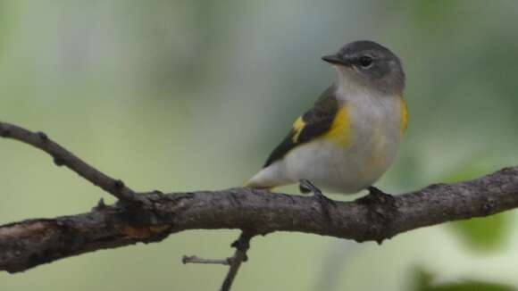 Image of American Redstart