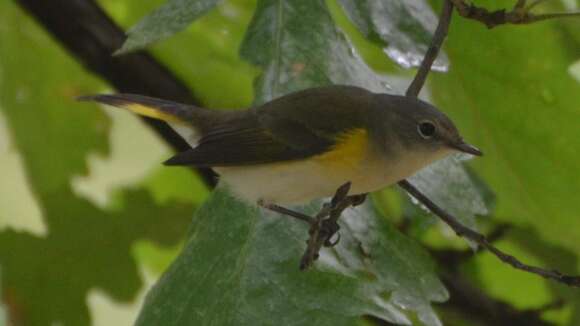 Image of American Redstart