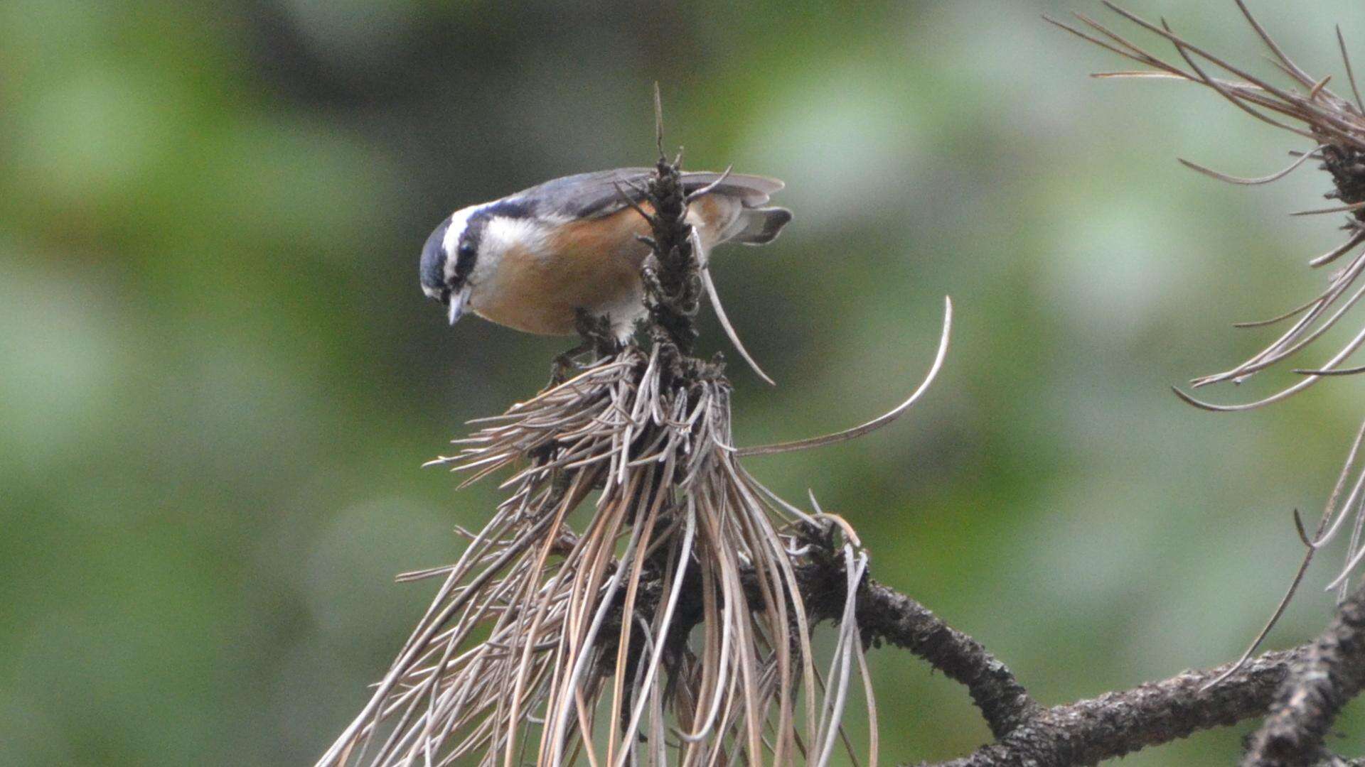 Image of Red-breasted Nuthatch