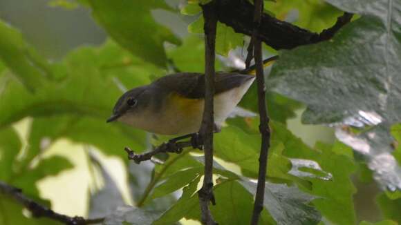 Image of American Redstart