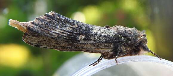 Image of Morning-glory Prominent