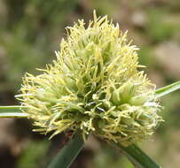 Image of Cyperus capensis (Steud.) Endl.