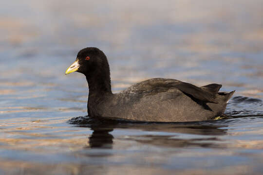 Image of White-winged Coot