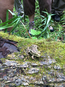 Image of Pool Frog