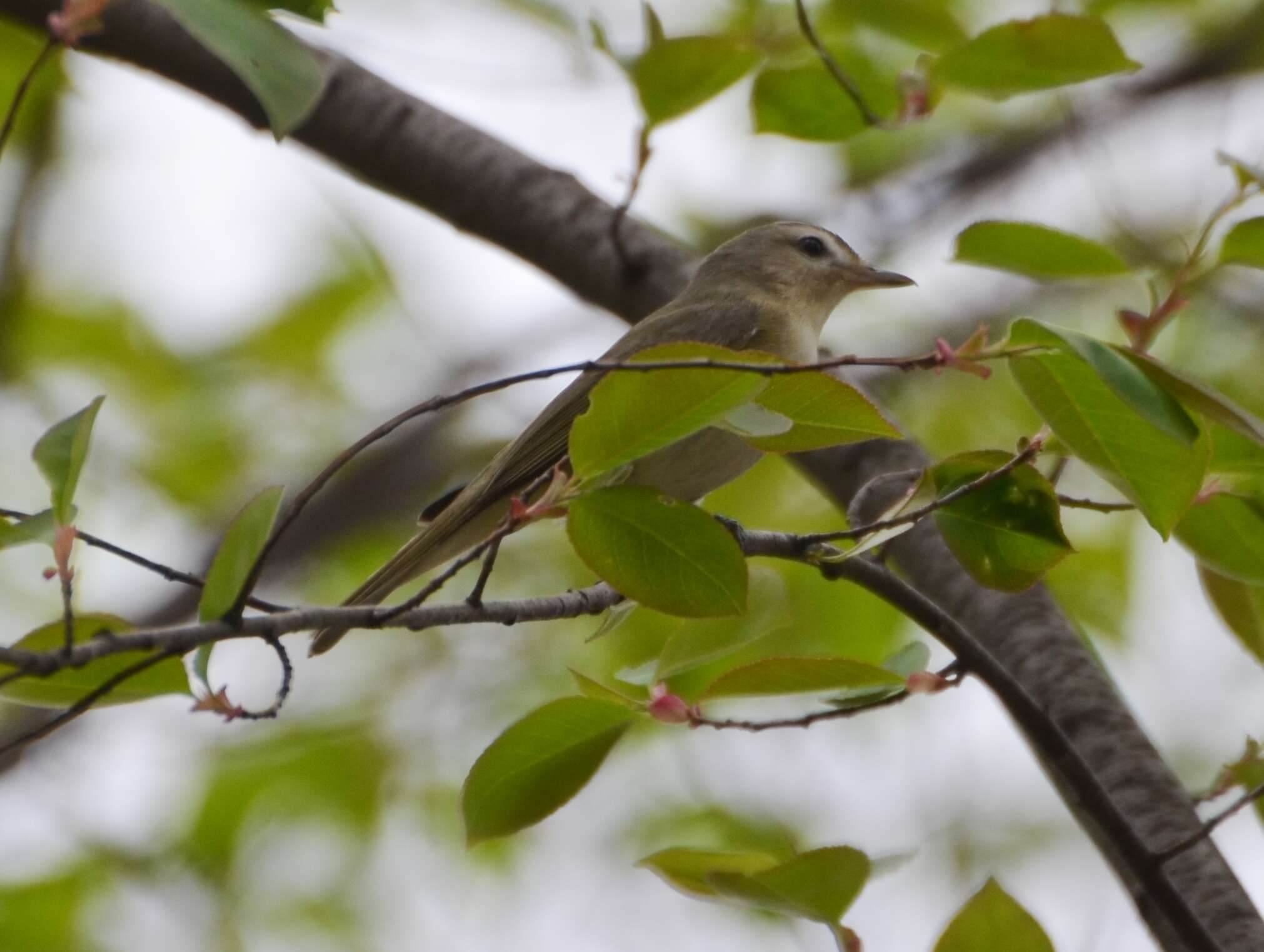 Vireo gilvus (Vieillot 1808) resmi