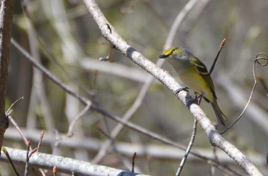 Слика од Vireo griseus (Boddaert 1783)