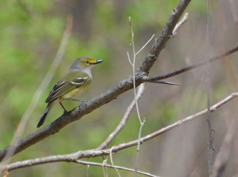 Слика од Vireo griseus (Boddaert 1783)