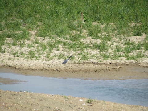 Image of Little Blue Heron