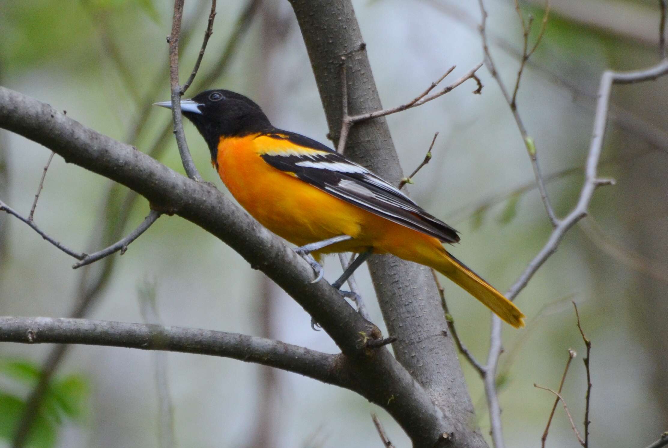 Image of Baltimore Oriole