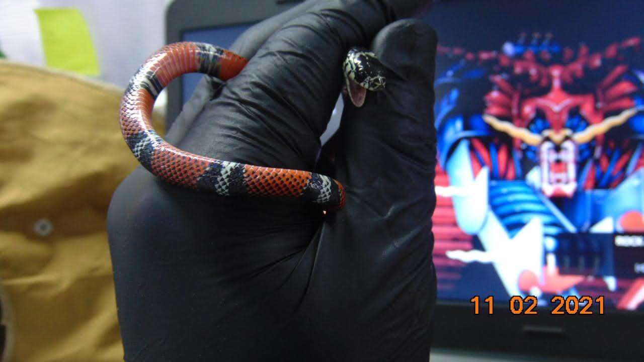 Image of False Coral Snake