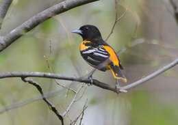 Image of Baltimore Oriole