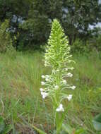 Image of Habenaria zambesina Rchb. fil.