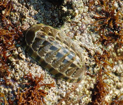 Image of smooth Panama chiton