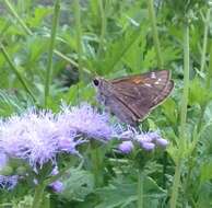 Atalopedes campestris Boisduval 1852 resmi