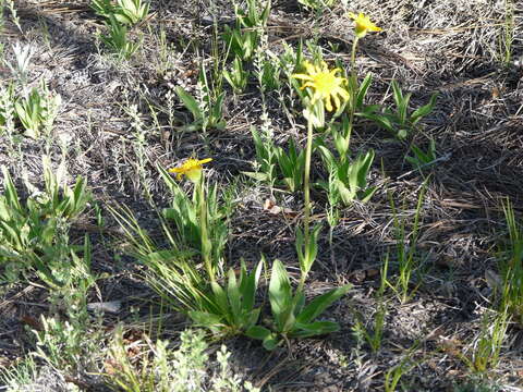 Imagem de Arnica fulgens Pursh