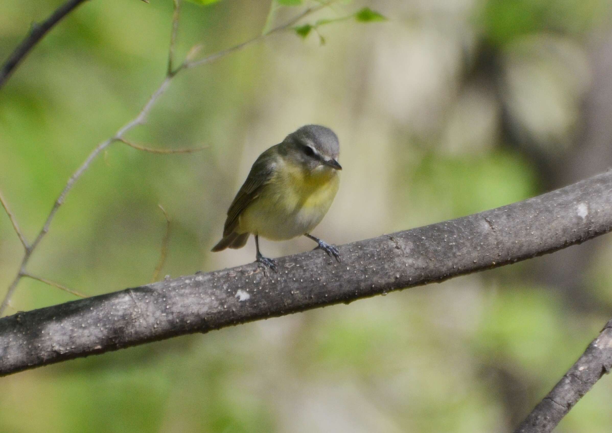 Слика од Vireo philadelphicus (Cassin 1851)