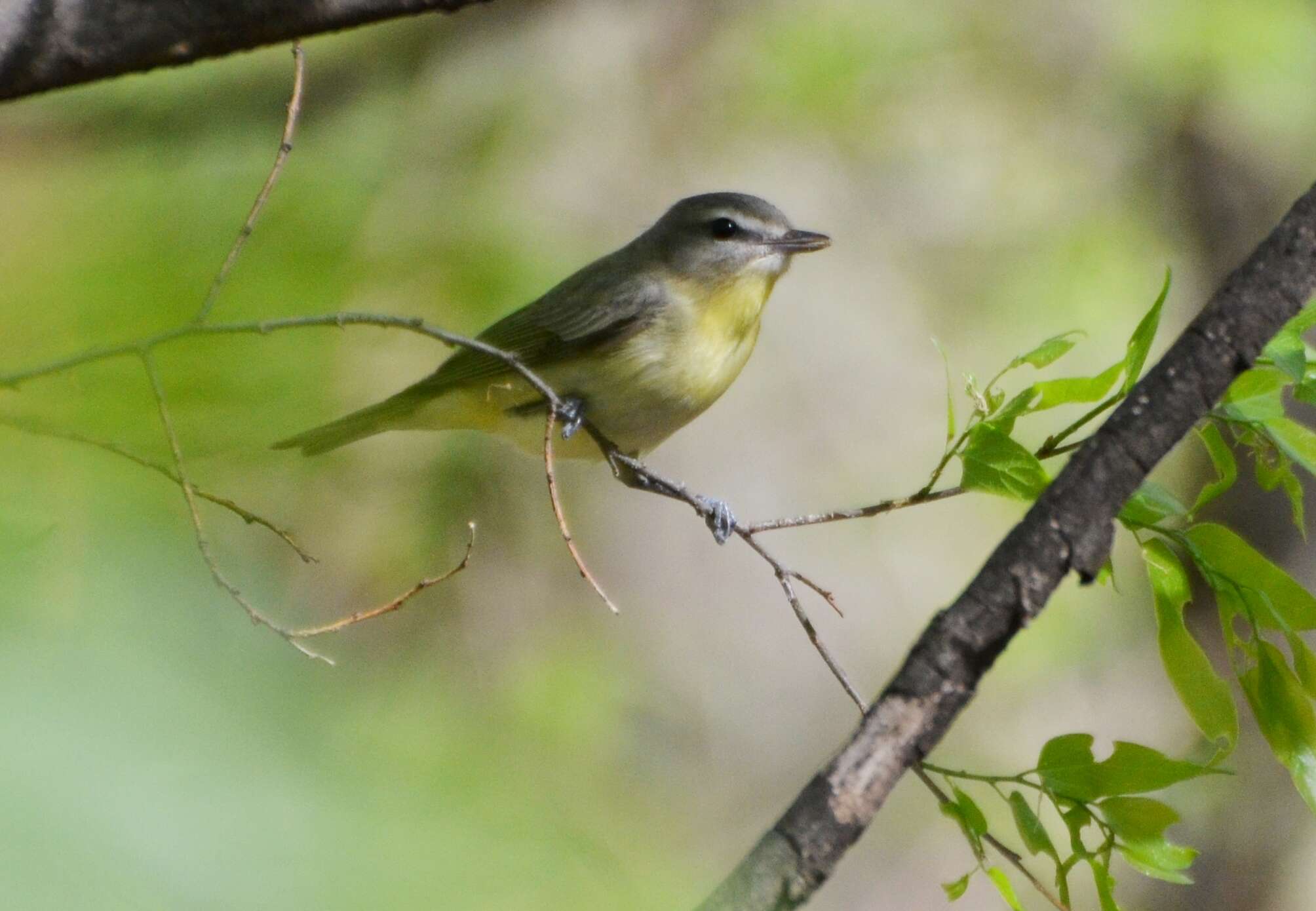 Слика од Vireo philadelphicus (Cassin 1851)