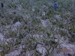 Image of Manatee Grass