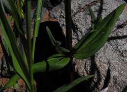 Image of Nemesia anisocarpa E. Mey. ex Benth.