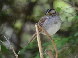 Image of White-throated Sparrow