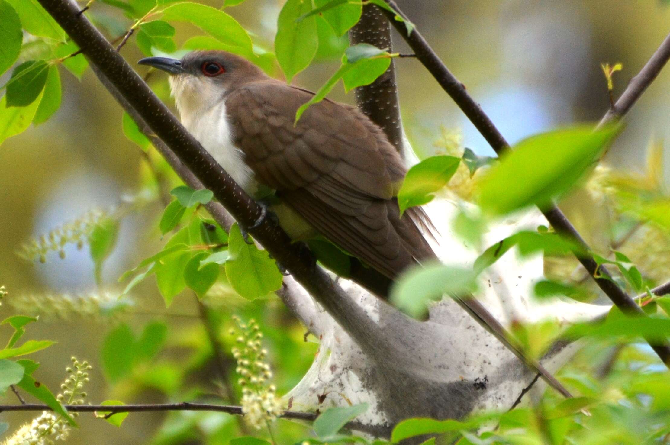 Image of Black-billed Cuckoo