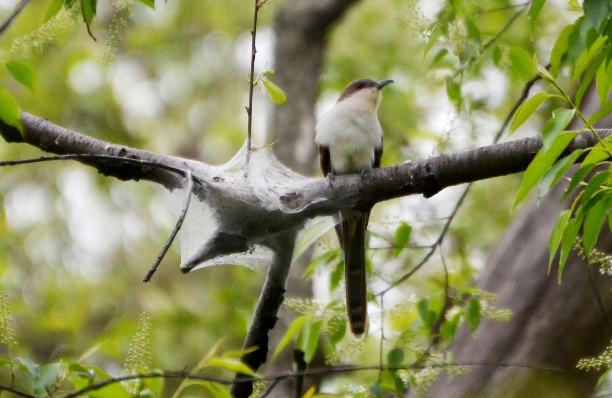 Image of Black-billed Cuckoo