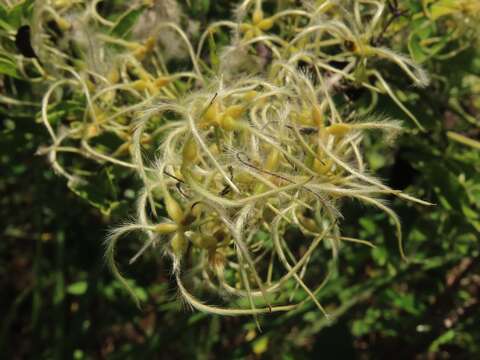 Sivun Clematis chinensis var. tatushanensis T. Y. A. Yang kuva