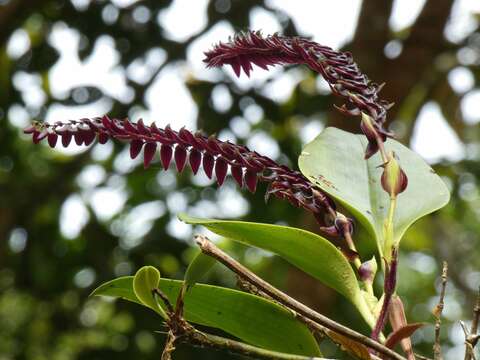 Image of Stelis allenii L. O. Williams