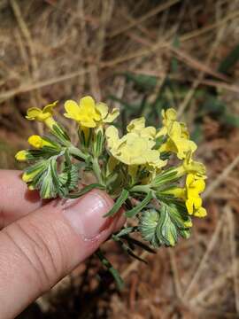 Plancia ëd Lithospermum cobrense Greene