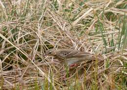 Image of Tree Pipit