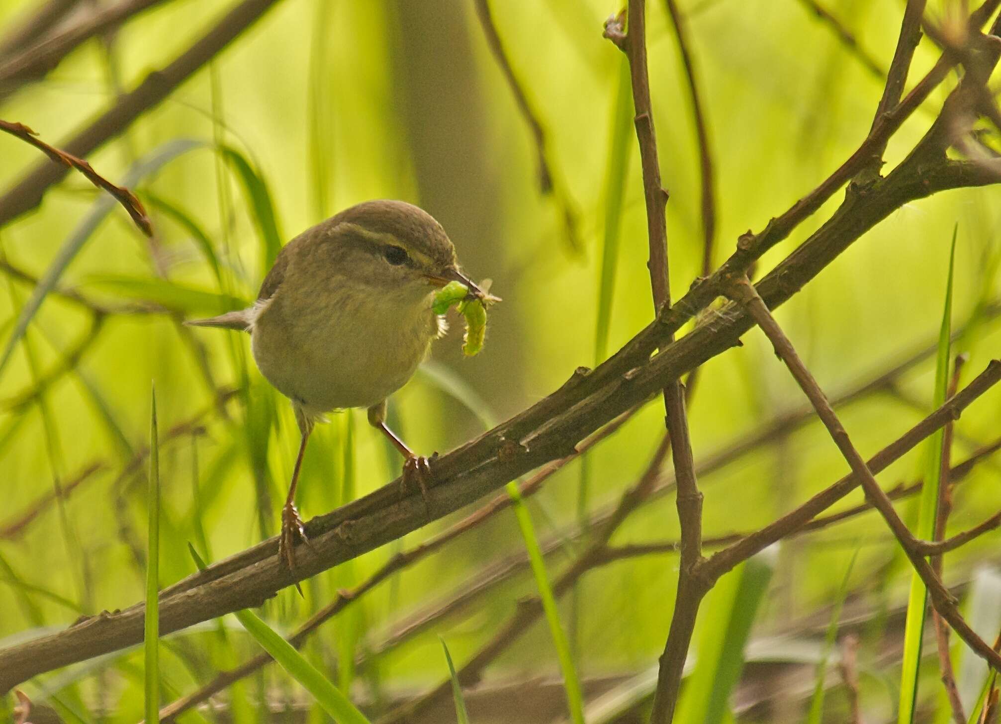 Image of Willow Warbler