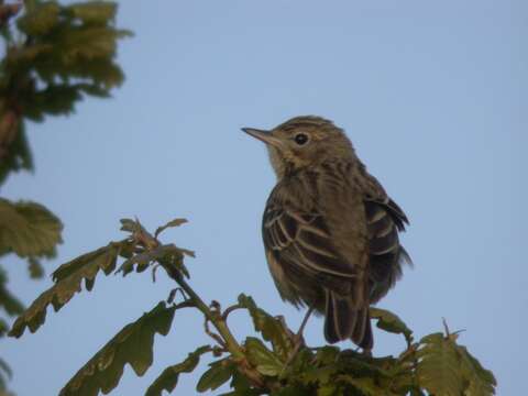 Image of Tree Pipit