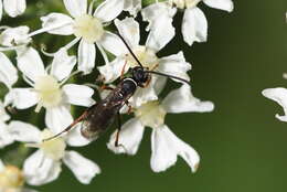 Image of Spider wasp