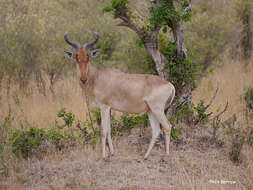 Alcelaphus buselaphus cokii Günther 1884 resmi