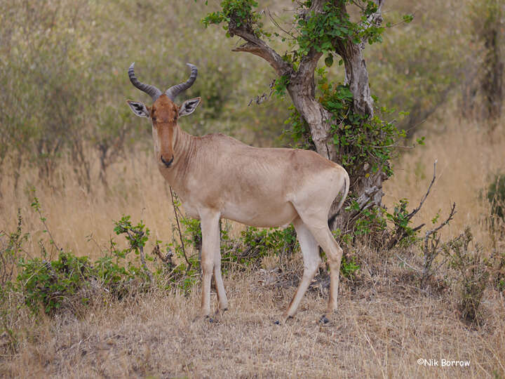 Image of Coke's Hartebeest