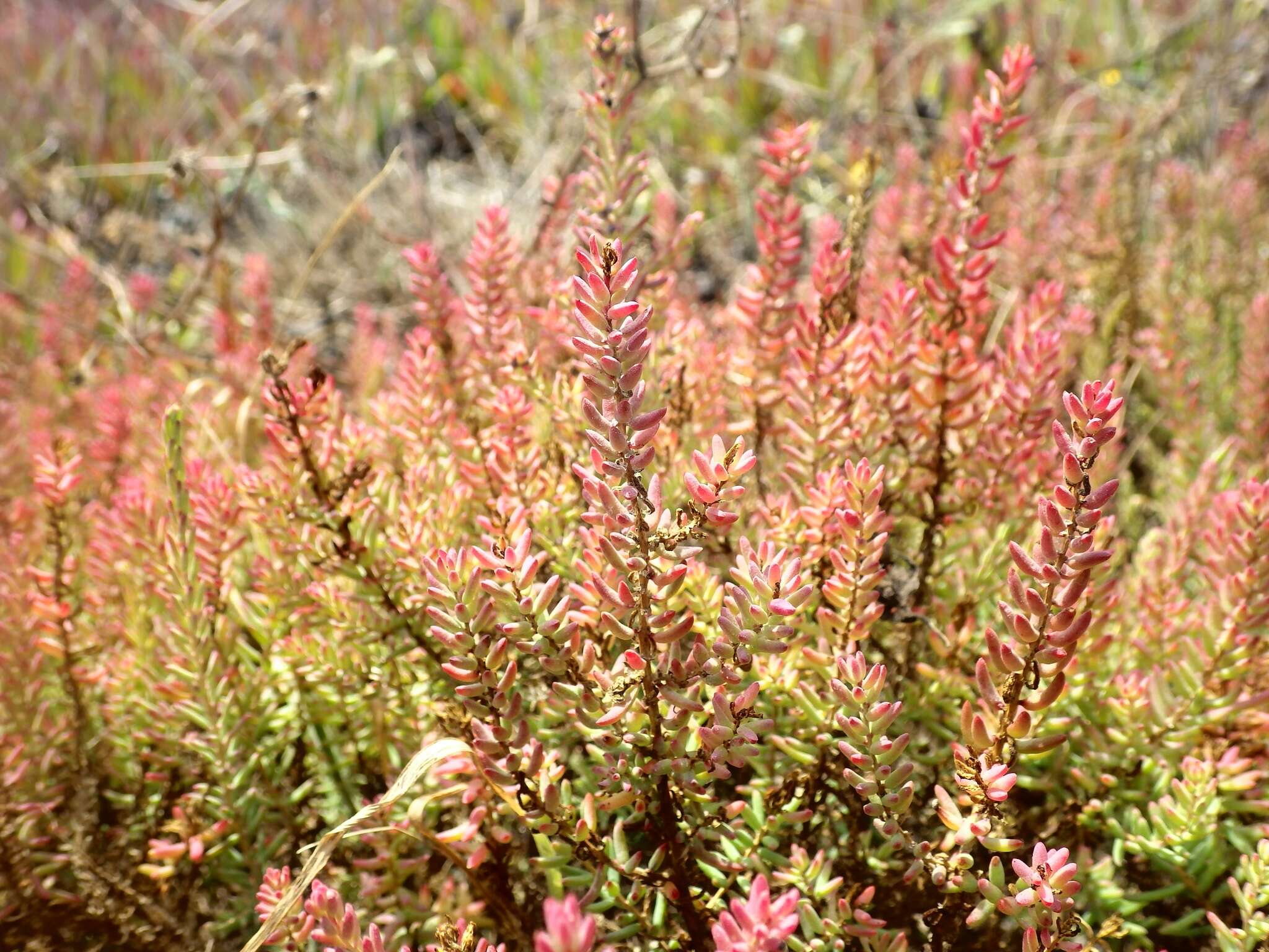 Image of alkali seepweed