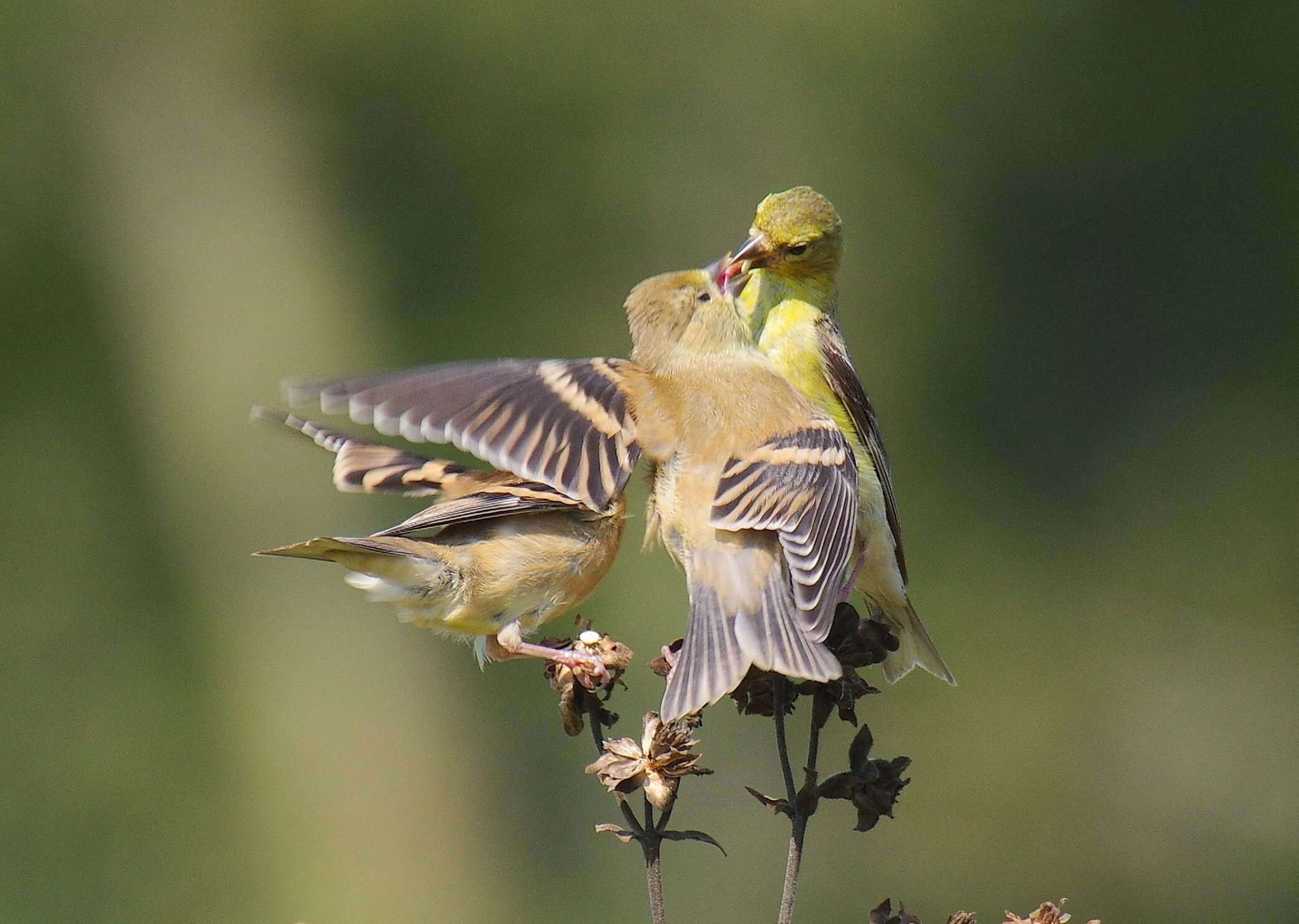 Image of American Goldfinch