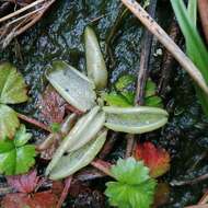 Image of Pinguicula lusitanica L.