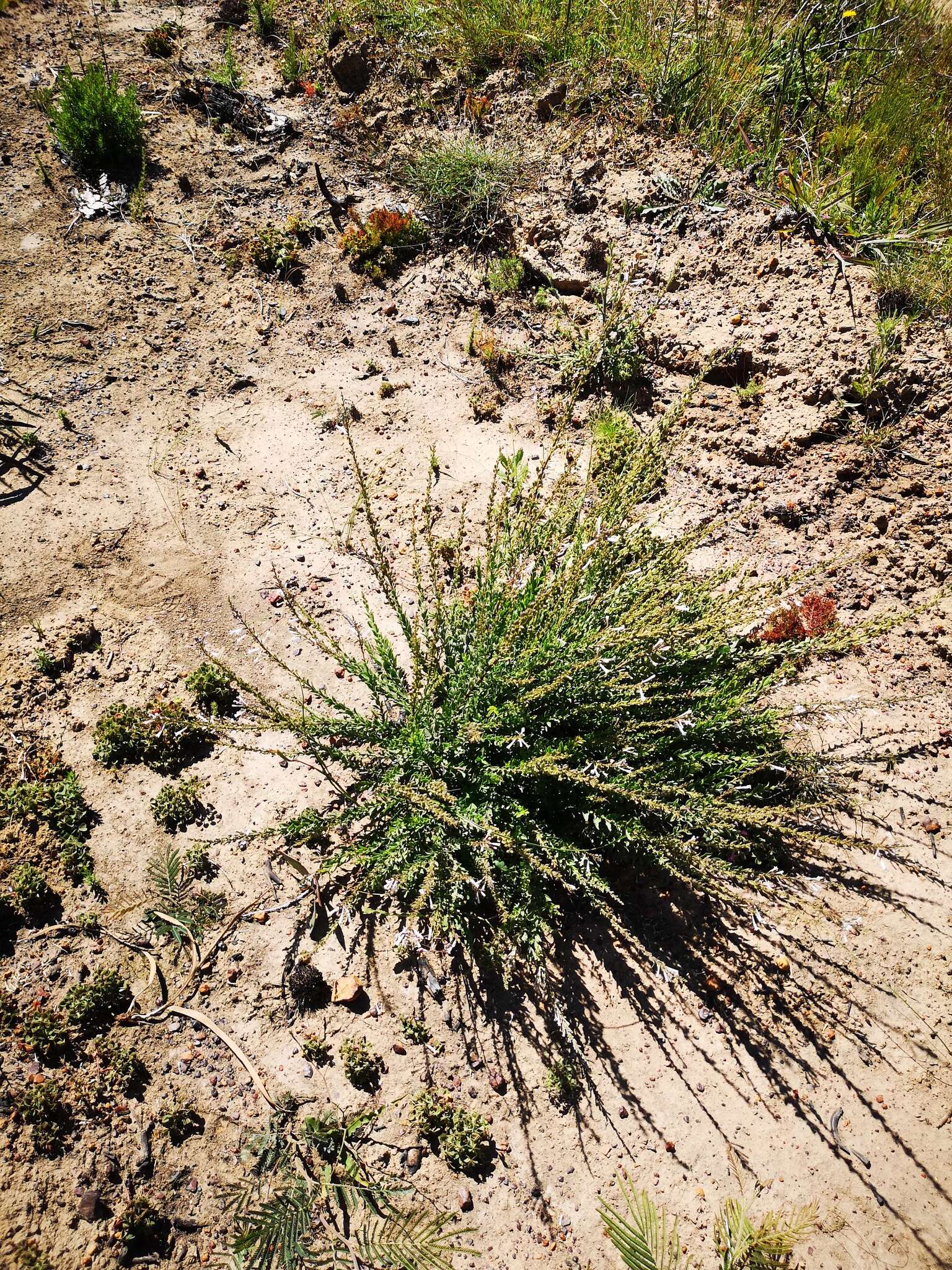 Image of Freylinia longiflora Benth.