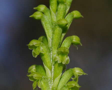 Image of Notched onion orchid