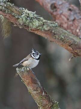 Image of Lophophanes Kaup 1829