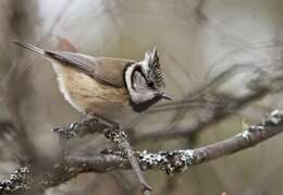 Image of Lophophanes Kaup 1829