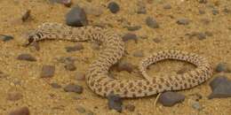 Image of Moila Snake