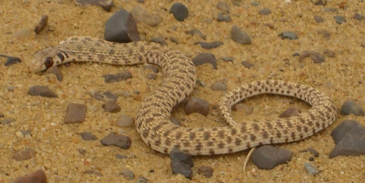 Image of Moila Snake