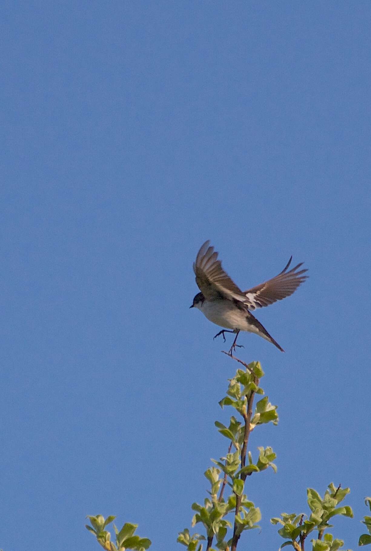 Image of European Pied Flycatcher