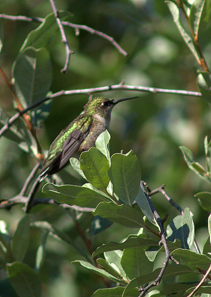 Image of Ruby-throated Hummingbird