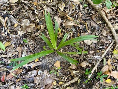 Image of Dypsis brevicaulis (Guillaumet) Beentje & J. Dransf.